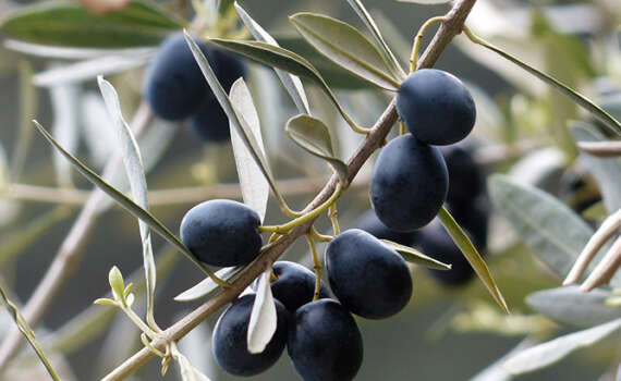 olives-357849_1920